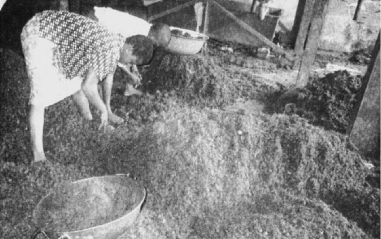 Girls Separating Palm Kernels from the Fibers at an Oil Mill ~ Gloria Chuku
