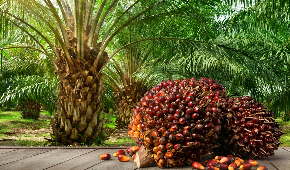 The Economic Role of the Oil Palm Tree in Igbo Society: A Historical Overview