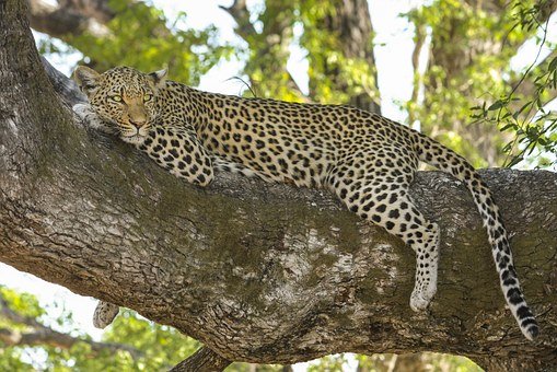 How a Hunter Obtained Money From his Friends, the Leopard, Goat, Bush Cat, and Cock, and How He Got Out of Repaying Them