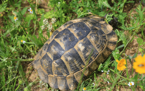 How Tortoise Got His Bumpy Shell