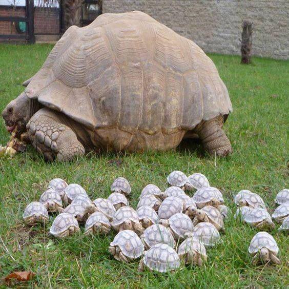 The Tortoise and His Children