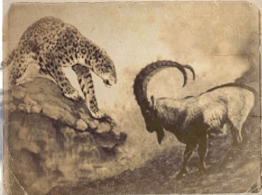 The Leopard and the Goat