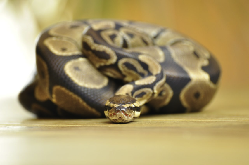 Ball python. Photo Tye-Dyed Iguana