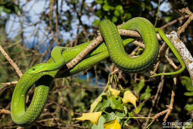 Green Mamba (Akah, Nwa-nchaku)