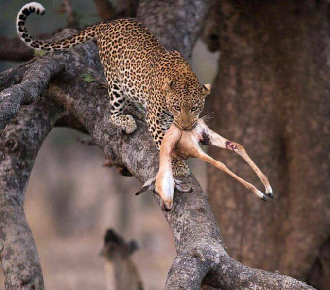 Leopard (Agu)
