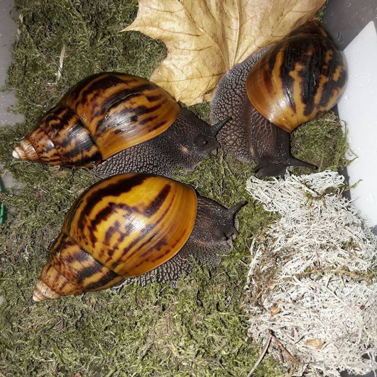 Snail (Ejule)