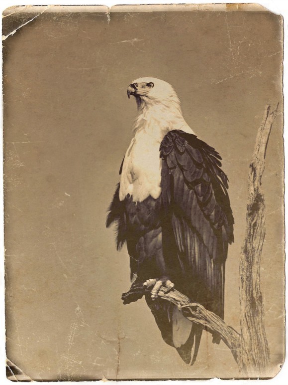 West African Fishing Eagle (Ugo)