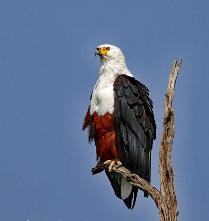 West African Fishing Eagle (Ugo)