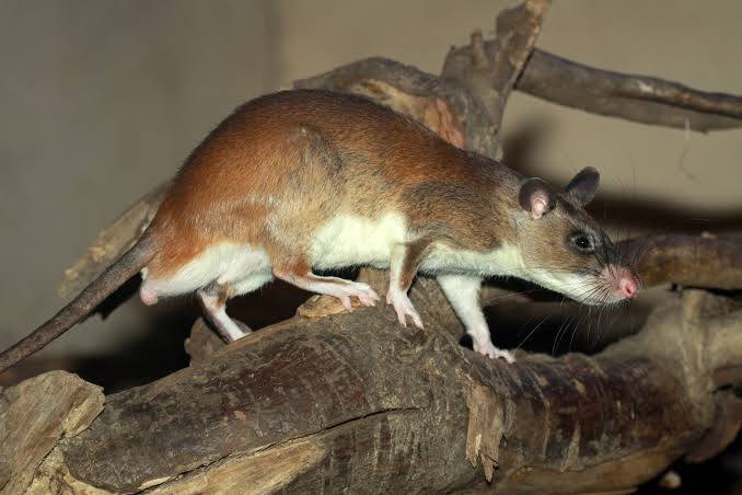 Emin’s African Giant Pouched Rat (Ewii, Eyi)