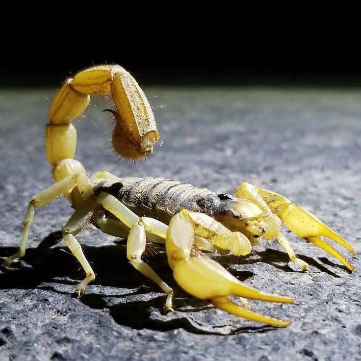 Yellow Scorpion (Akpi)