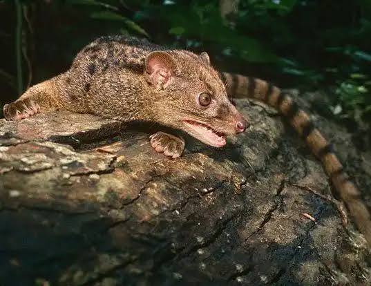 African Palm Civet (Ananwiri, Nnanwiri-ude)