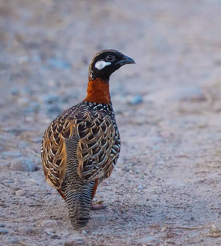 Francolin or Spur Fowl (Okwa)