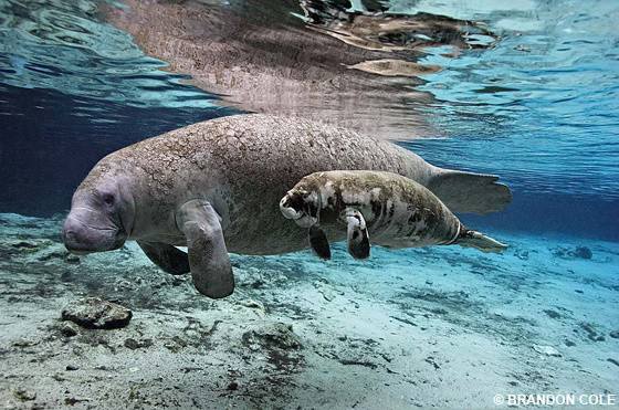 West African Manatee (Emenyi, Upetenyi)