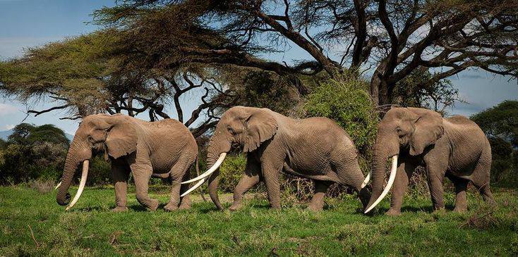 Elephant (Enyi)