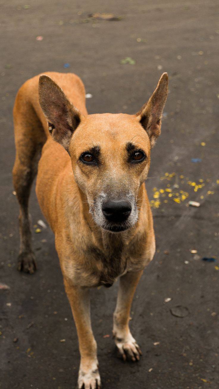 Native Dogs (Nkita)