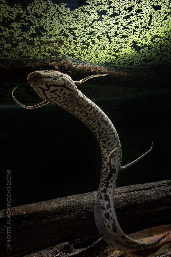 Lungfish (Eru, Eshi, Ehi, Ebi)