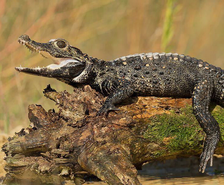 Dwarf Crocodile (Oba, Nnaku)