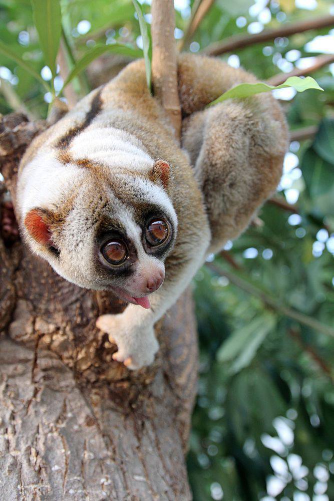 Slow Loris or Potto (Ikiri, Ikiri Akamkpa)