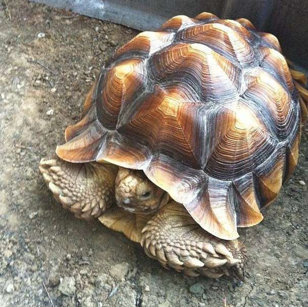 Tortoise (Mbe)