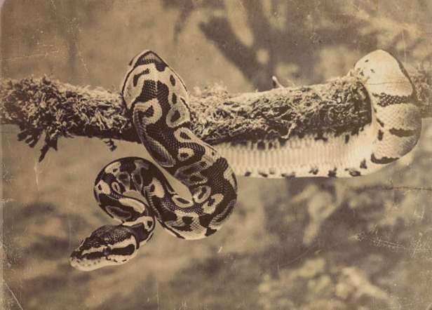 Python (Eke, Eke Ikputu)