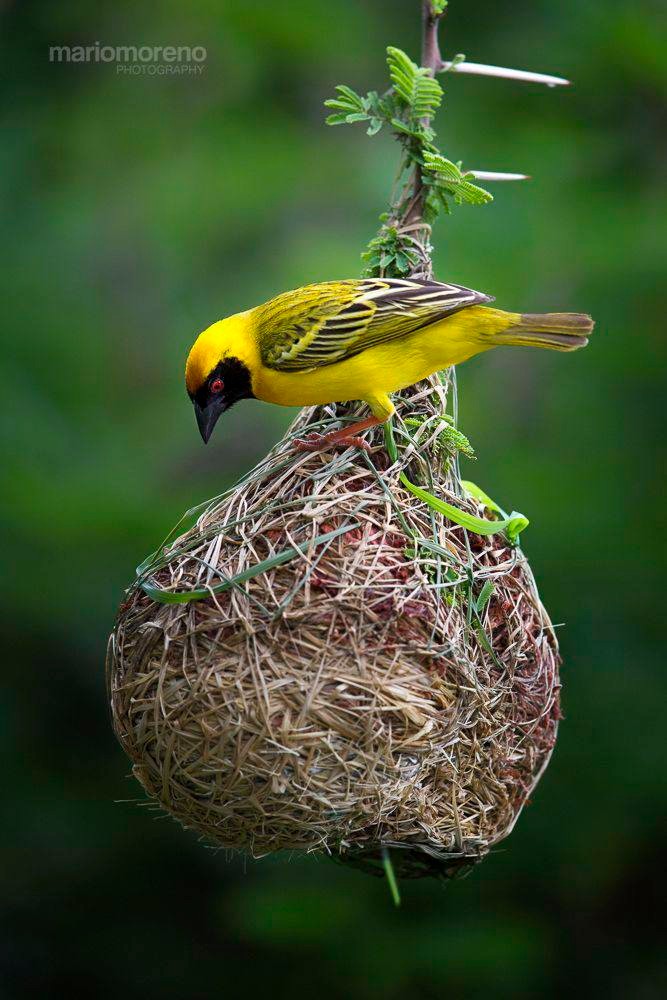 Weaver Bird (Áhià, Áshà)
