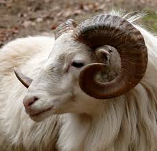 White Ram (ebulu ọcha)