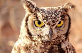 Owl (Ikwikwi, Ikwighikwighi)