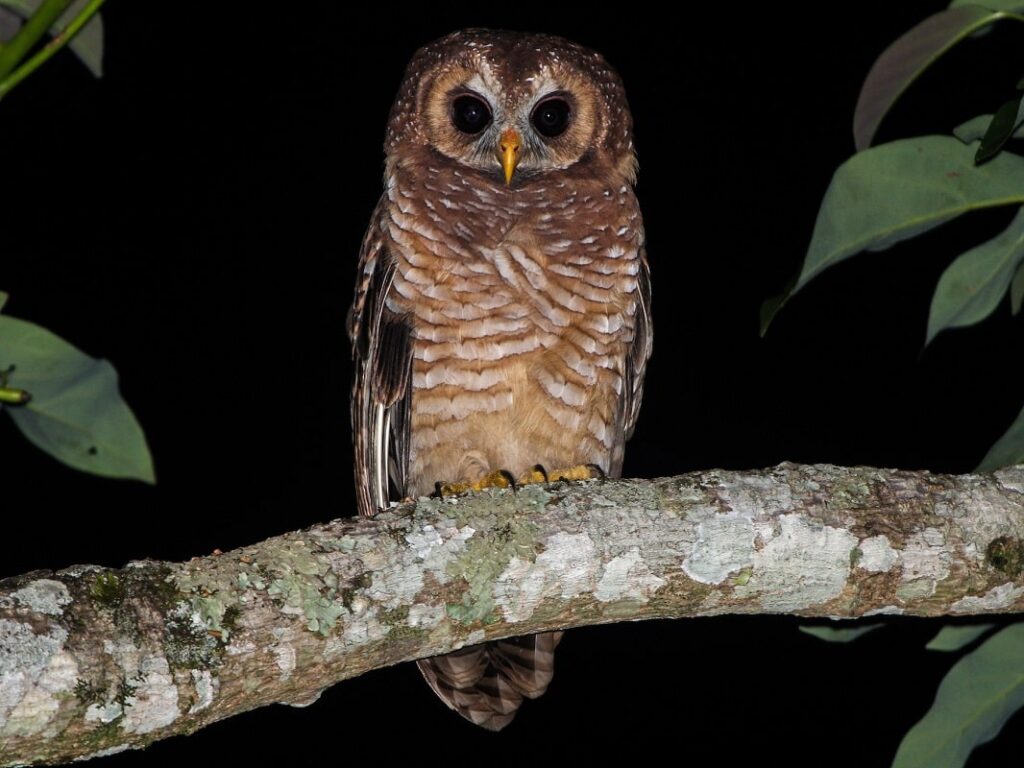 Owl (Ikwikwi, Ikwighikwighi)