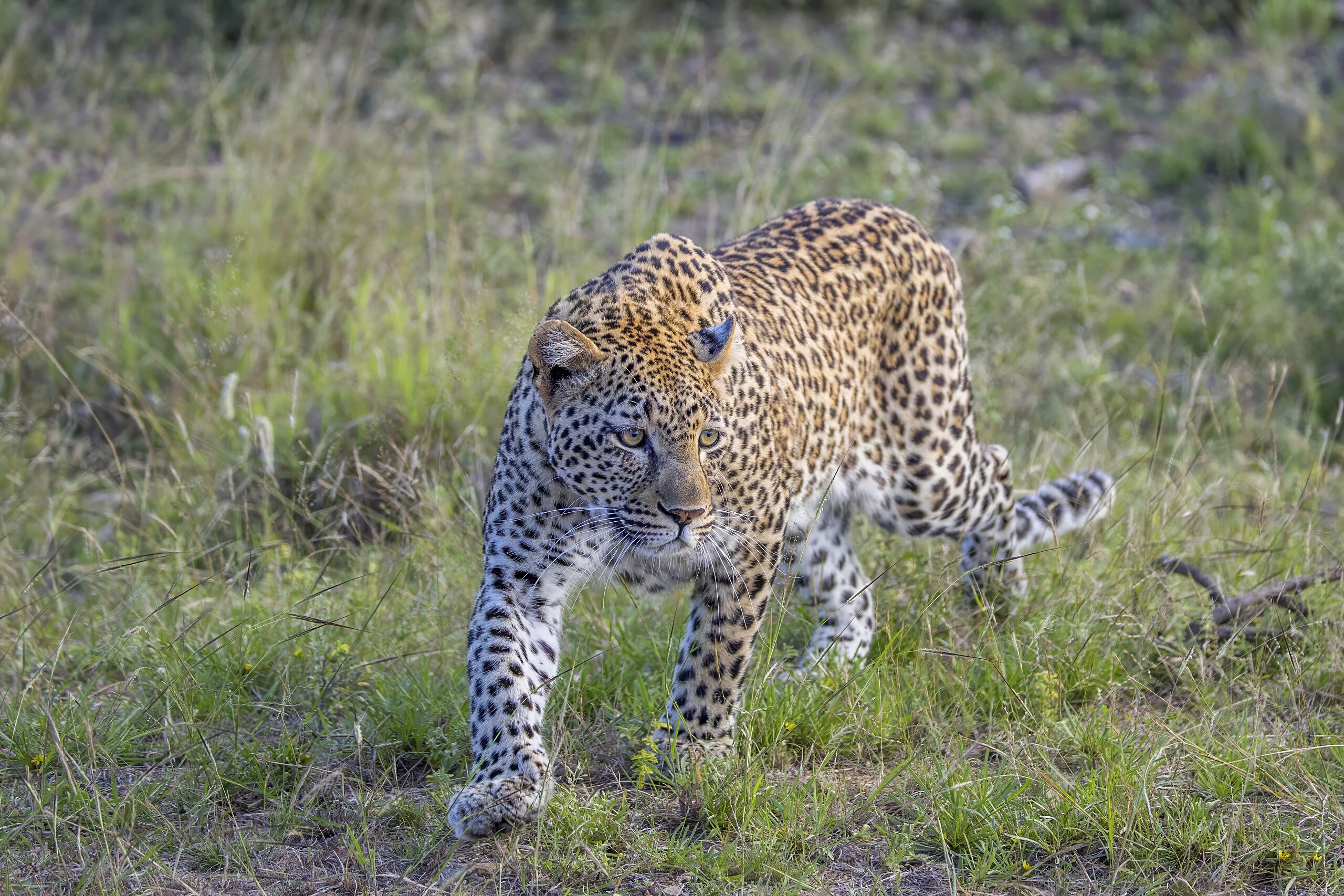 Leopard (Agu)