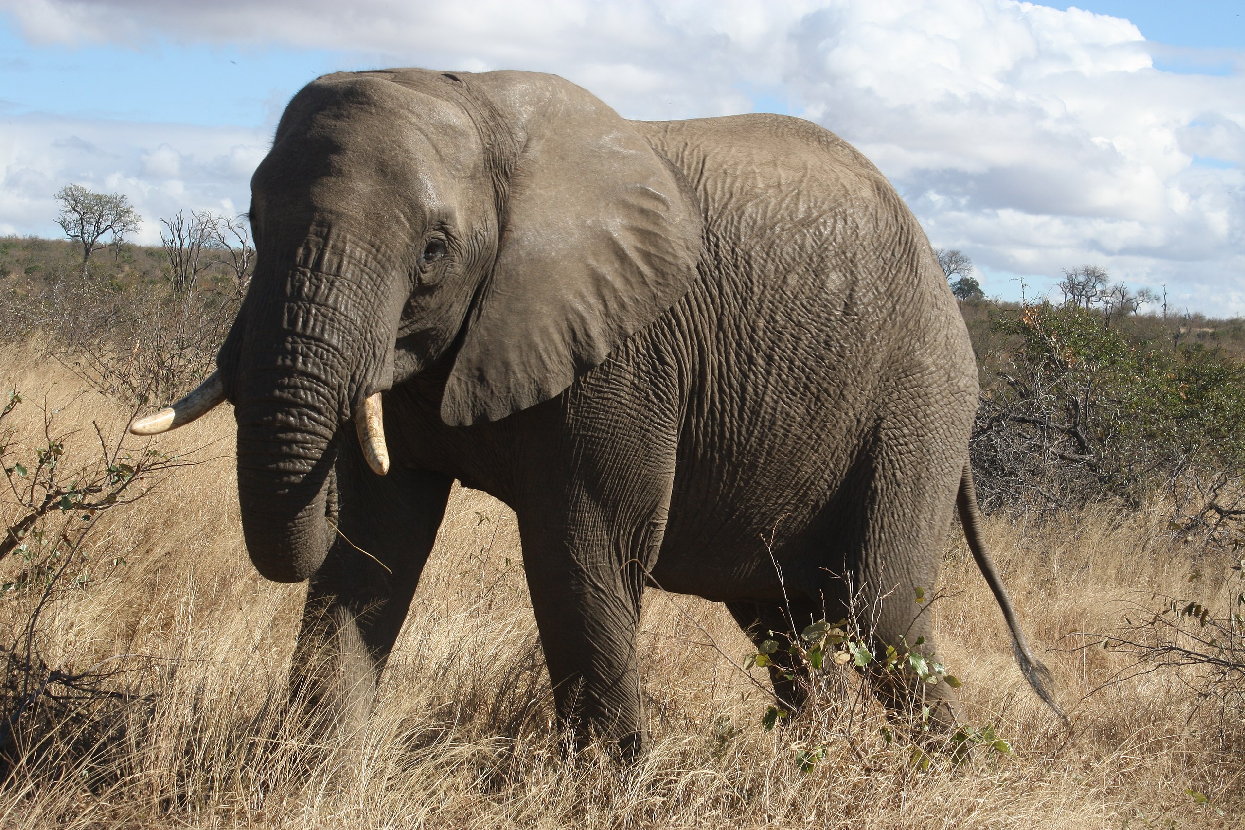 Elephant (Enyi)