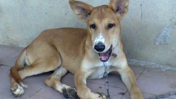 A Local Dog (Eke Uke)