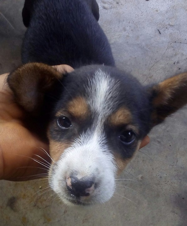 Eke Uke Dog