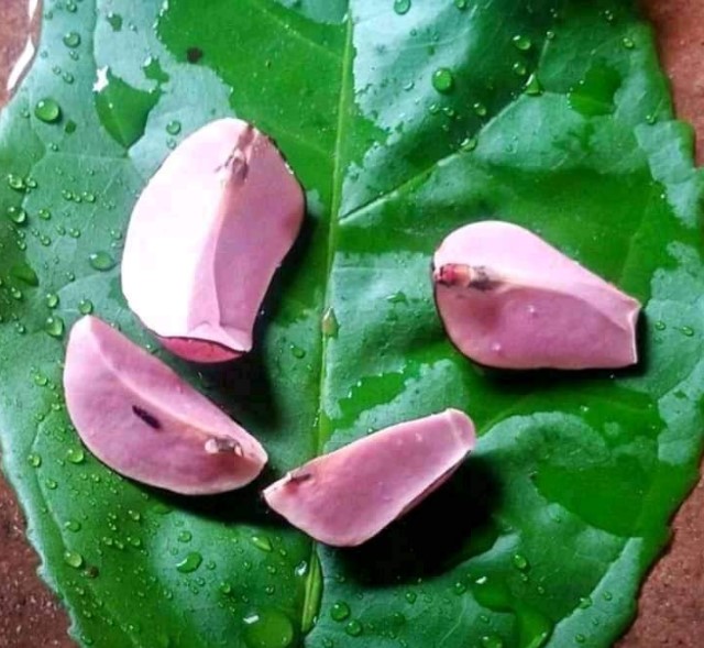 Ọjị Gbalu Ino - Ọjị Ugo