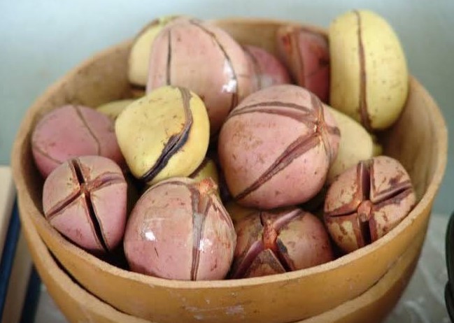 Ọjị Igbo