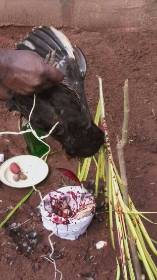 A sacred offering being made to Okwu Agwu — a powerful act of reverence, seeking guidance, healing, and spiritual balance in the Igbo tradition.