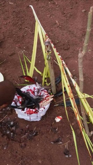 A ritual sacrifice presented to Okwu Agwu, honoring the ancient Igbo spirit of divination and seeking harmony between the physical and spiritual worlds.