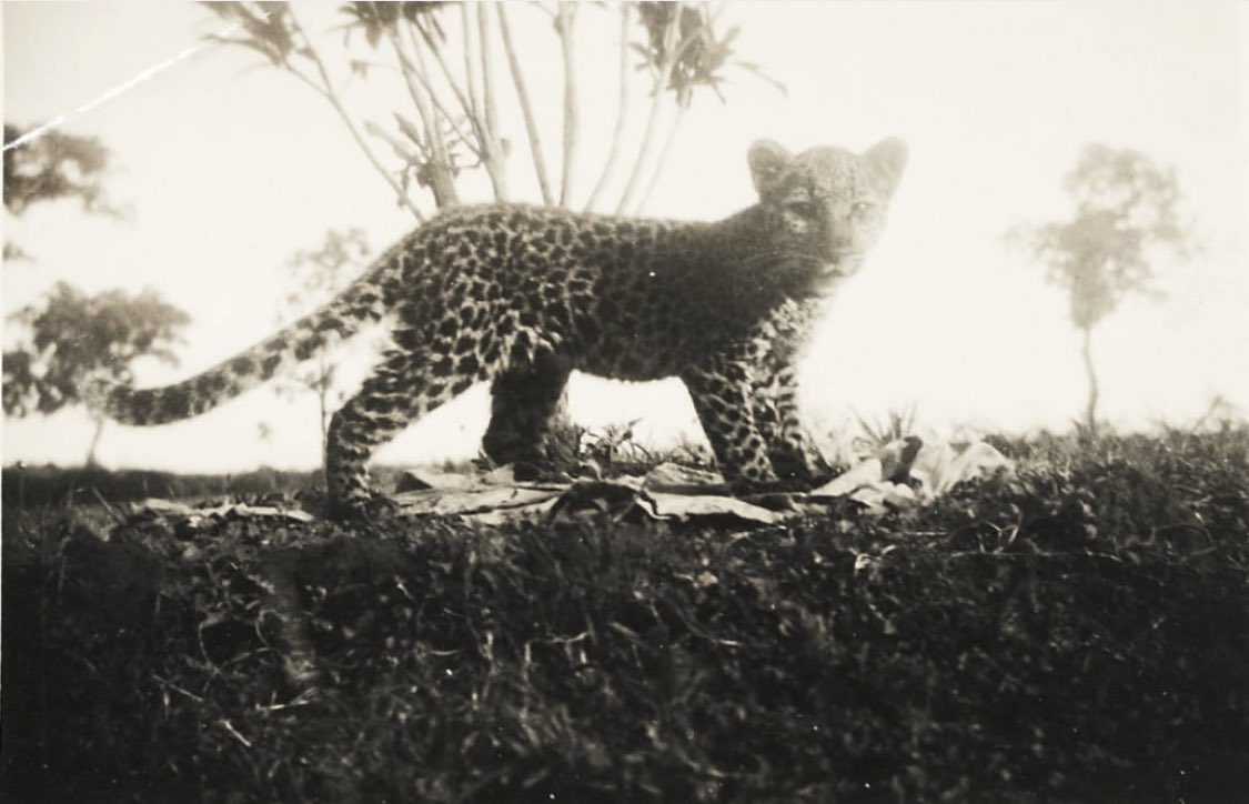 Leopard cub, in a photo album by Methodist missionaries stationed at Amachara, Umuahia, c. 1938. USC Digital Library.
