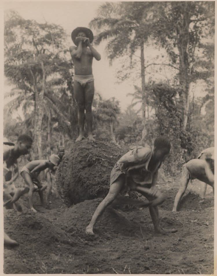 Early 20th-century Igbo farming: a man plays a flute atop a fallen palm to energize fellow workers. Photographed by Edward Chadwic.