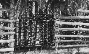 Yam barn, Onitsha Province, Eastern Region, Nigeria, 1967, Photographed by Drs. G.W. Grootenhuis